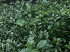 Hygrophila polysperma