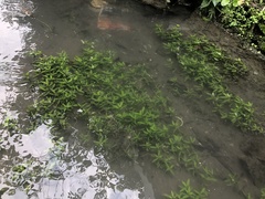 Hygrophila polysperma