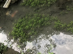 Hygrophila polysperma