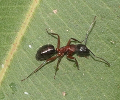 Camponotus innexus
