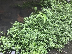 Hygrophila polysperma