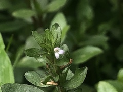 Hygrophila polysperma