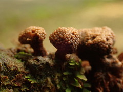 Tubifera microsperma