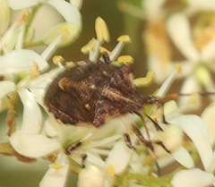 Oncocoris geniculatus