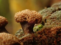Tubifera microsperma