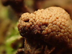 Tubifera microsperma