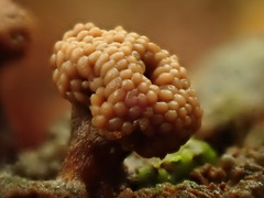 Tubifera microsperma