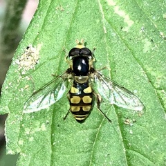 Simosyrphus grandicornis