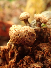 Tubifera microsperma