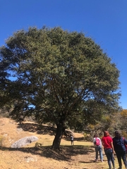 Sterculia mexicana
