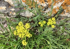 Lomatium utriculatum