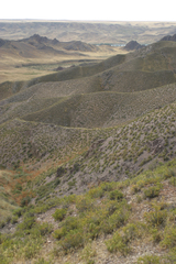 Caragana balchaschensis