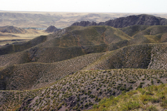 Caragana balchaschensis