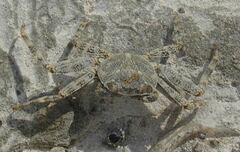 Grapsus grapsus