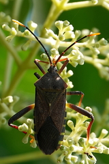 Amorbus atomarius