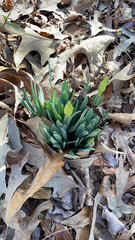 Narcissus pseudonarcissus