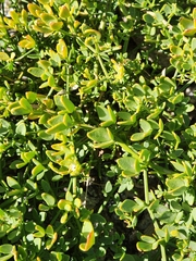 Fagonia pachyacantha