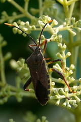 Amorbus atomarius