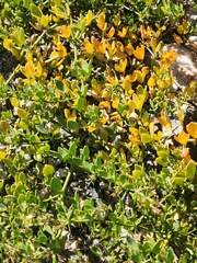 Fagonia pachyacantha