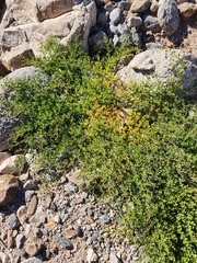 Fagonia pachyacantha