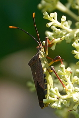 Amorbus atomarius
