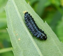 Trirhabda canadensis