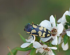 Castiarina adelaidae