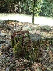 Tubifera microsperma