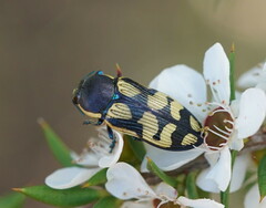 Castiarina adelaidae