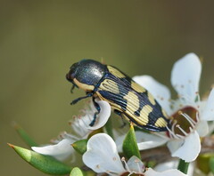Castiarina adelaidae
