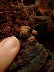 Tubifera microsperma