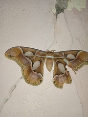 Rothschildia arethusa