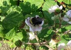 Bombus occidentalis