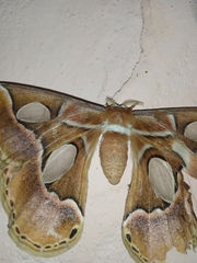 Rothschildia arethusa