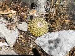 Mammillaria