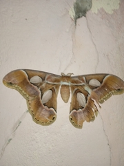 Rothschildia arethusa