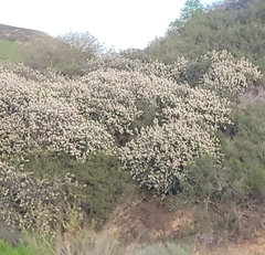 Ceanothus crassifolius