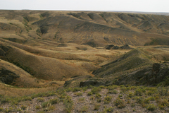 Caragana balchaschensis
