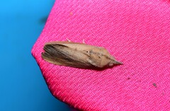 Hypocala guttiventris