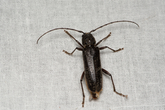 Phacodes