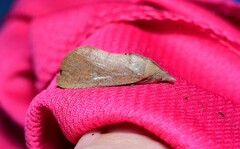 Hypocala guttiventris