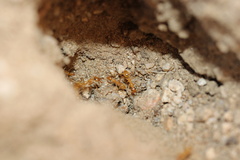 Myrmecocystus mexicanus