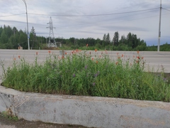 Lilium pensylvanicum