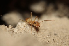 Myrmecocystus mexicanus