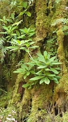 Brachyglottis hectorii