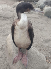 Leucocarbo bougainvillii