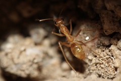 Myrmecocystus mexicanus