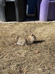 Sylvilagus nuttallii