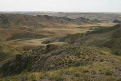 Caragana balchaschensis