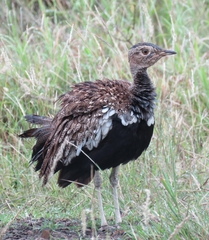 Eupodotis ruficrista
